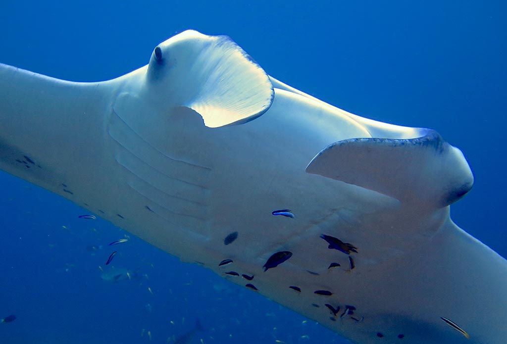 Manta Ray