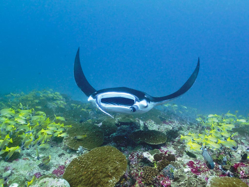 Manta Ray