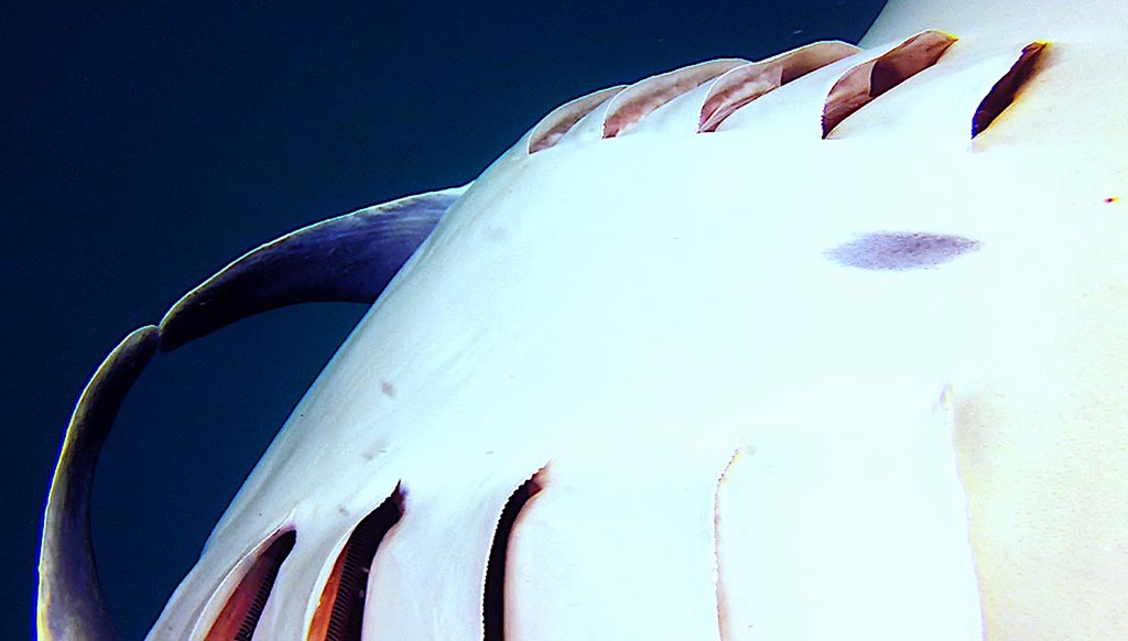 Manta Ray