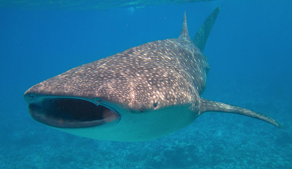 Whale Shark