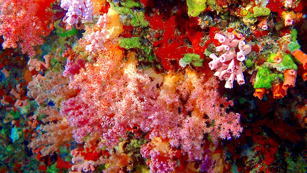 Corals