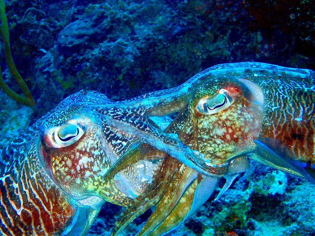 Cuttle Fish