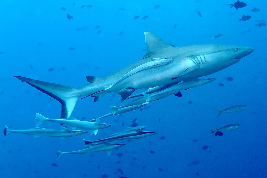 Grey Reef Shark